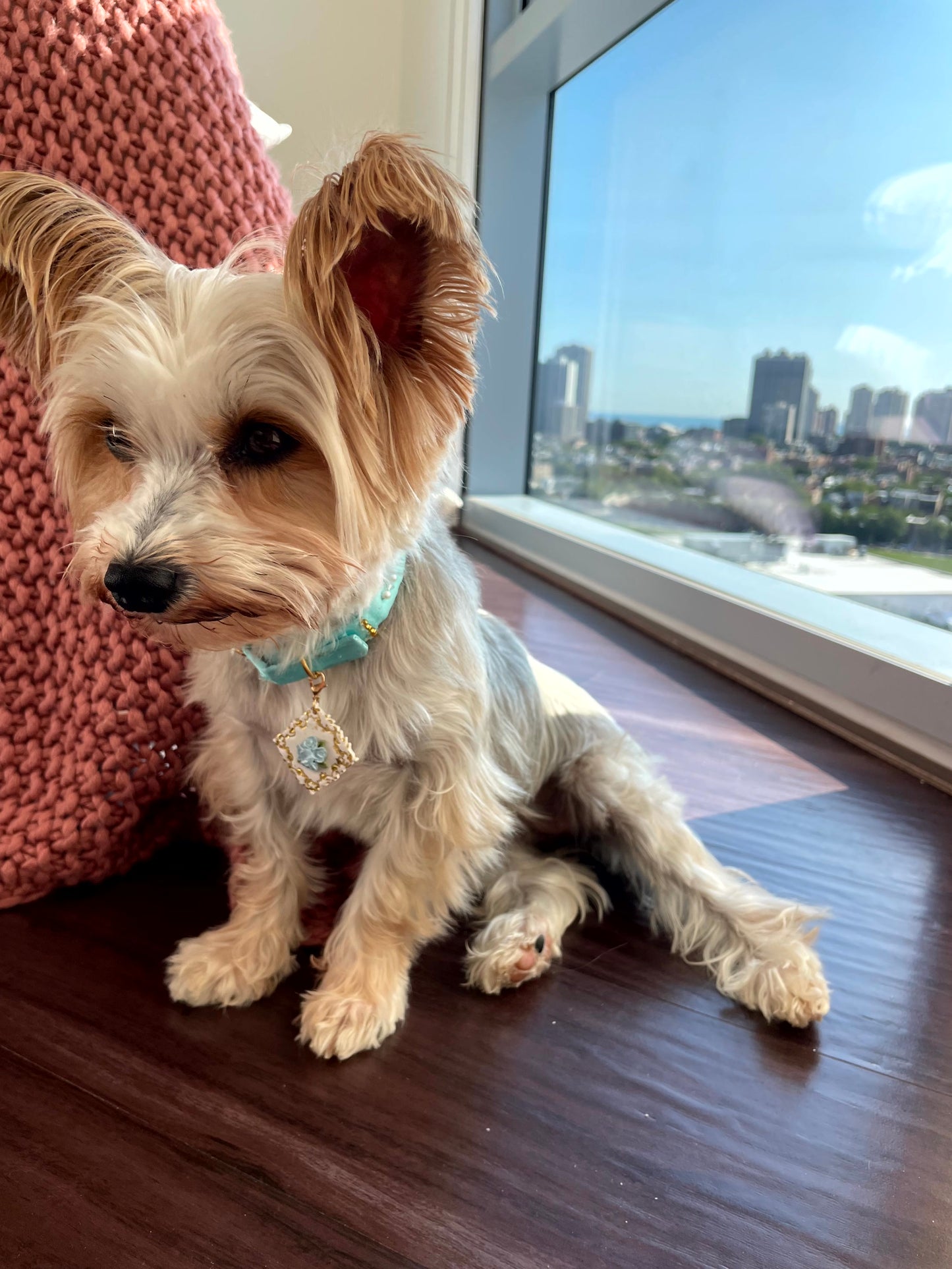 Small dog lying on a wooden floor wearing the blue and gold diamond of the season pet id tag. there is a a cityscape view through the window behind her.
