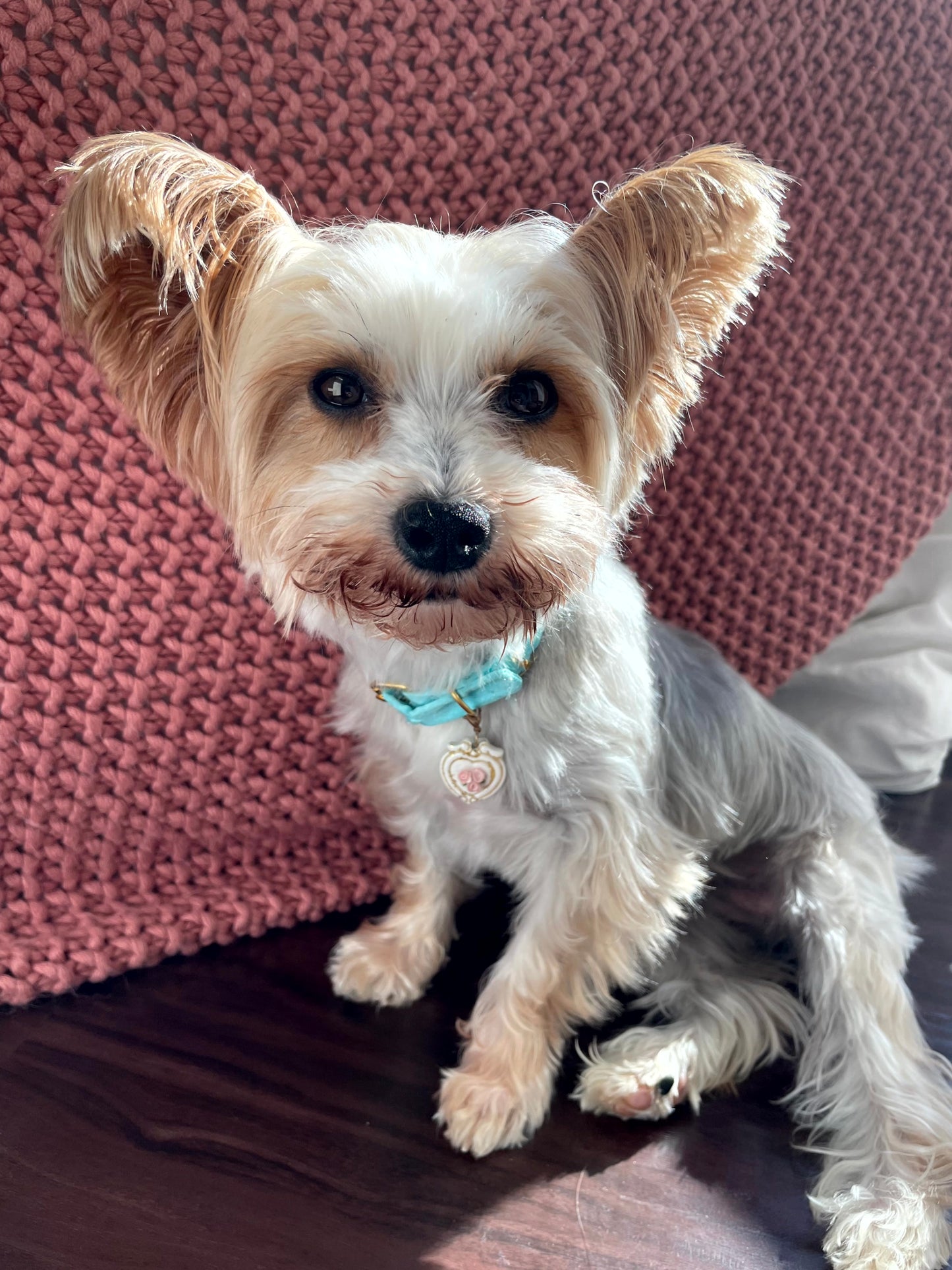 Small Yorkshire-Terrier dog sitting in front of a pink textured surface wearing a blue collar with a white heart tag with pink flowers and gold leaf accents.