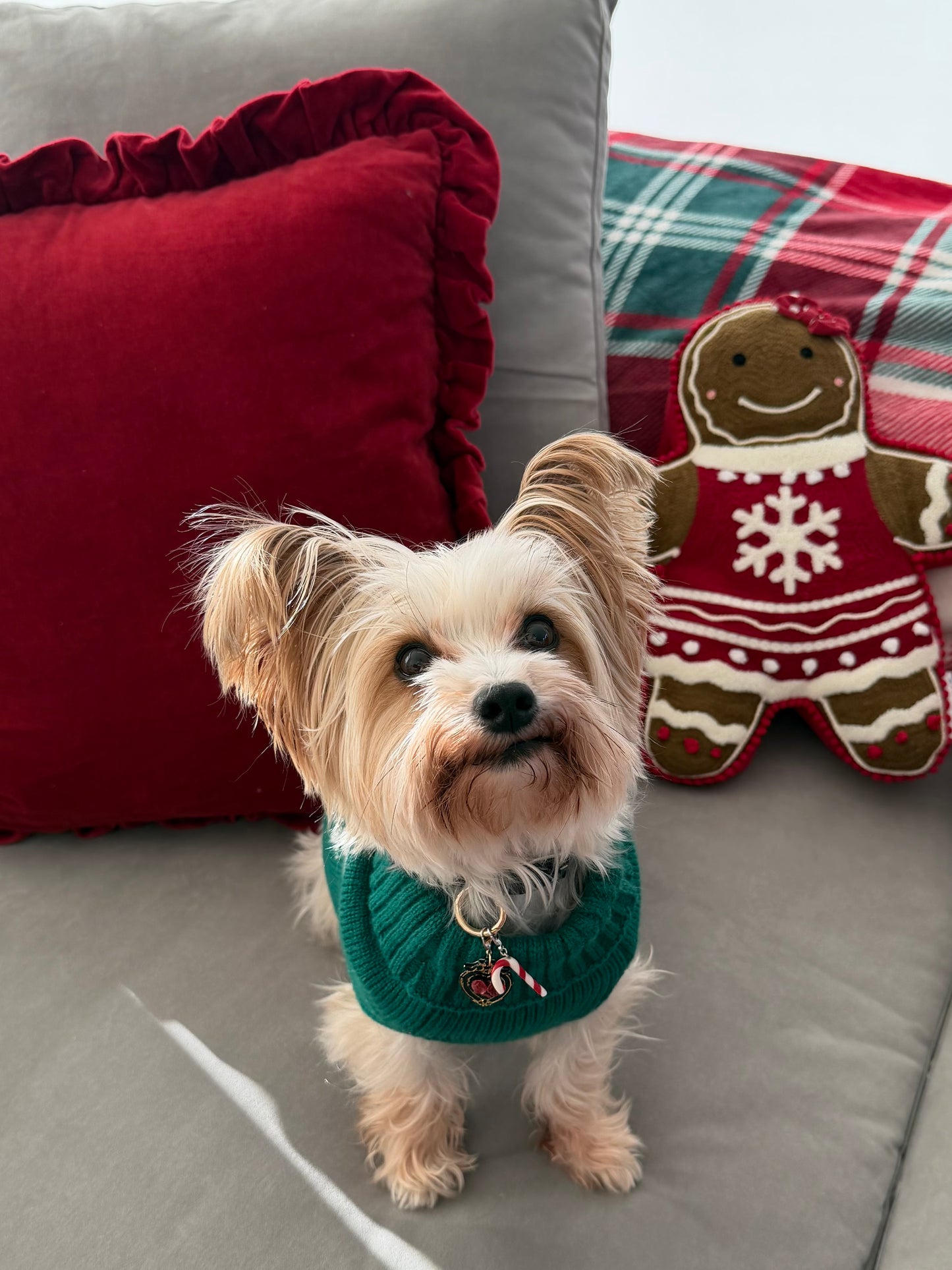 Small dog wearing a candy cane collar charm and noir charlotte id tag