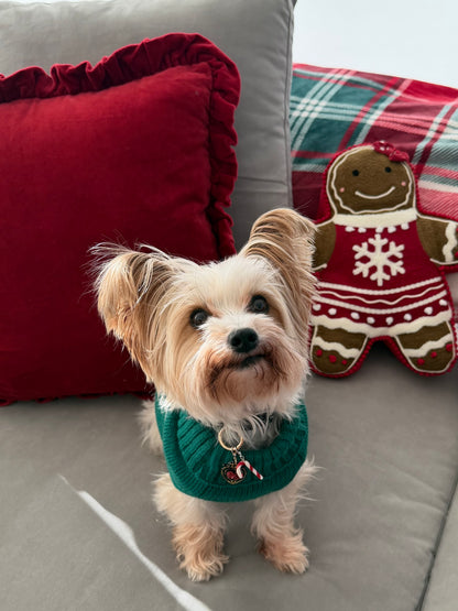 Small dog wearing a candy cane collar charm and noir charlotte id tag