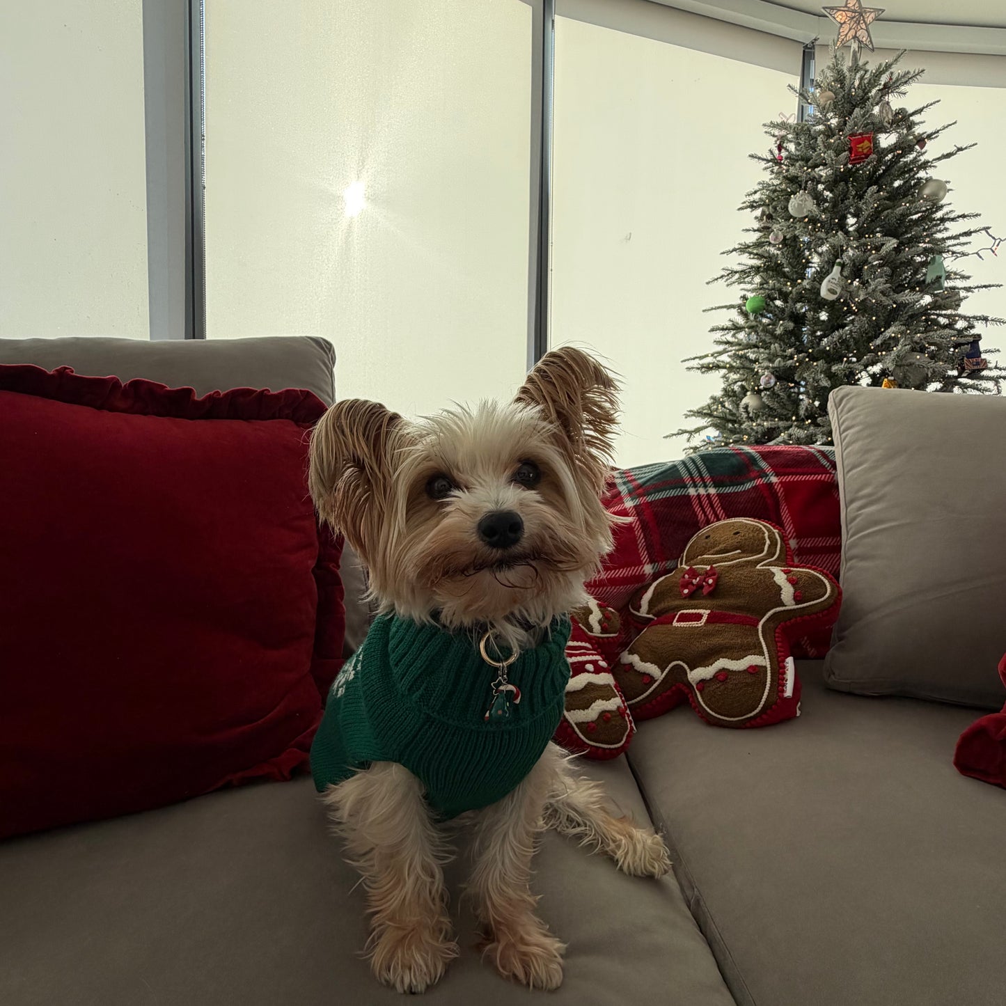 Christmas Tree Collar Charm