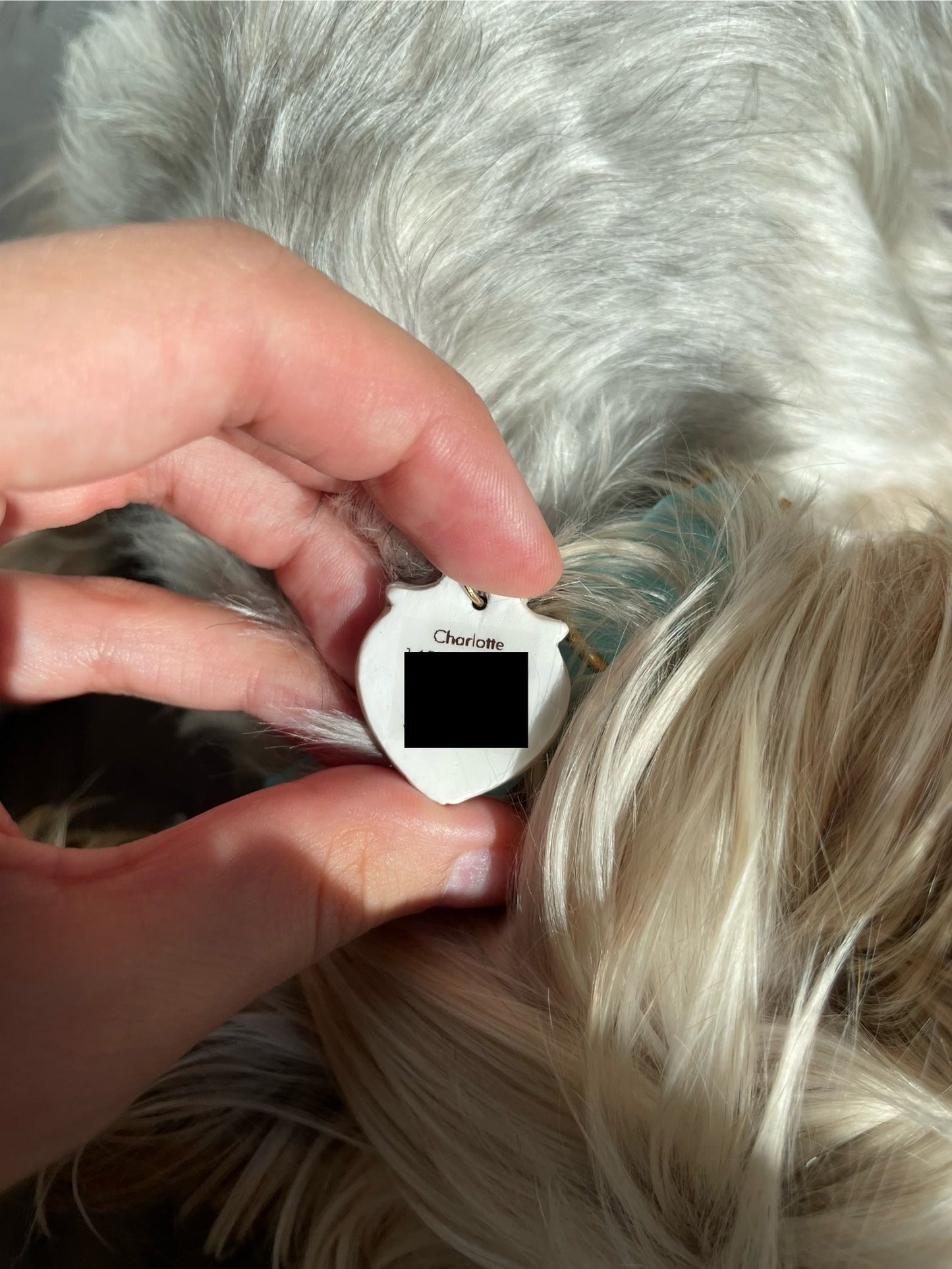 Person holding a pet tag with 'Charlotte' on it against a dog's fur.