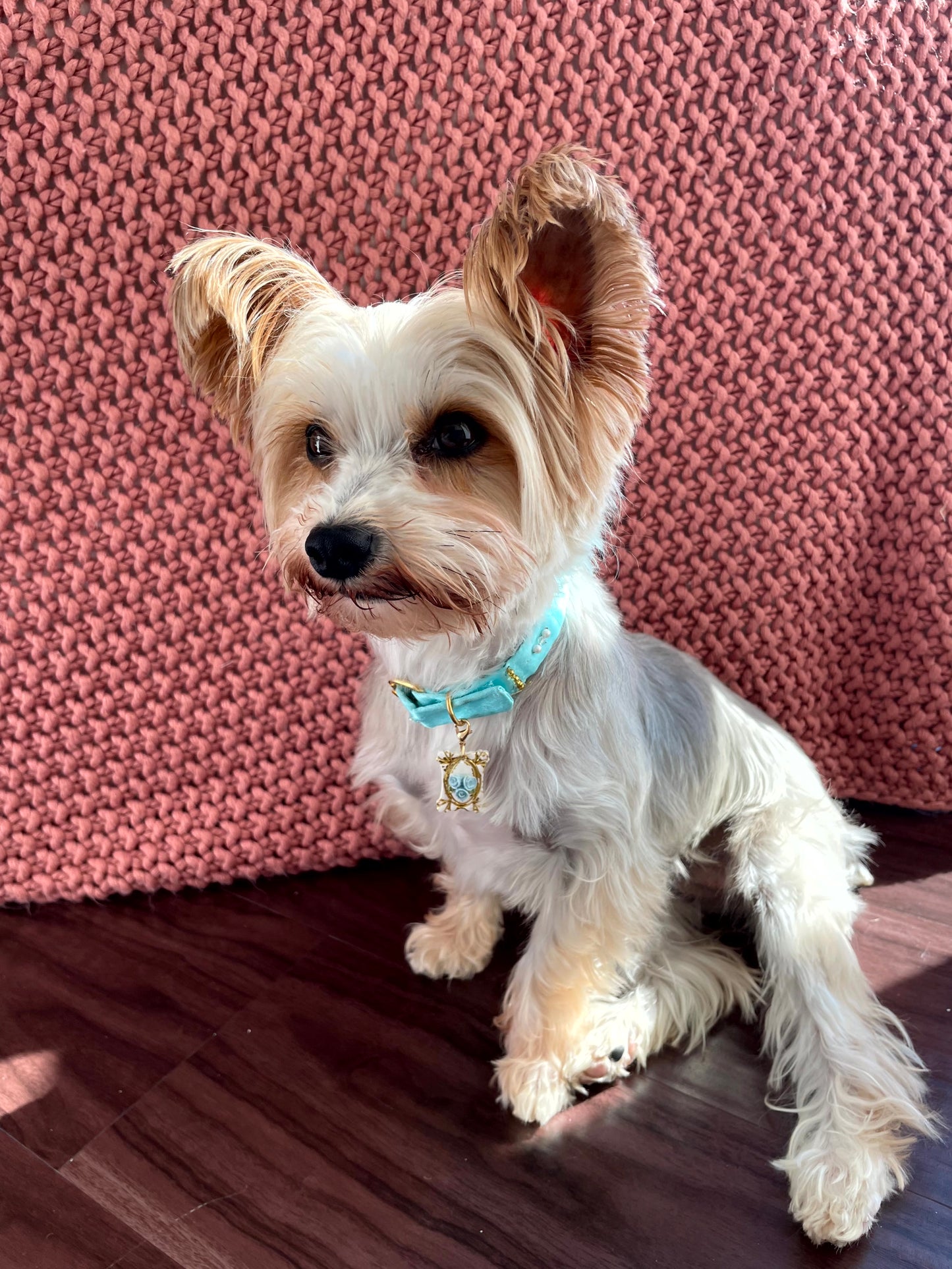 Small dog lying on a textured pink surface modeling blue and gold/white charm
