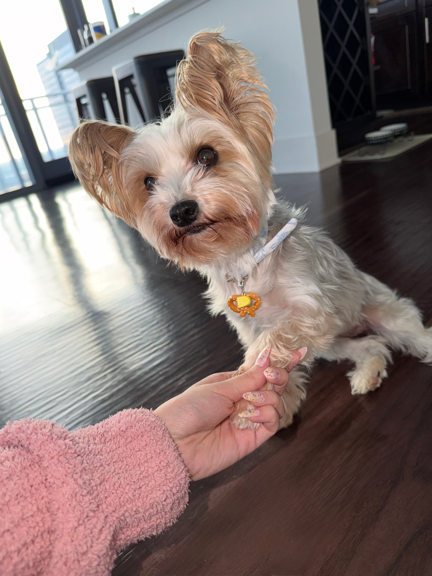 Small dog wearing a cheese slice and pretzel collar charm.