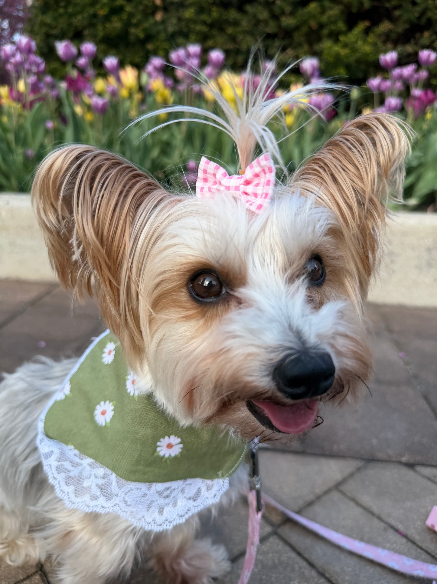 Small dog wearing a green bandana with white lace trim and a pink bow, standing outdoors.