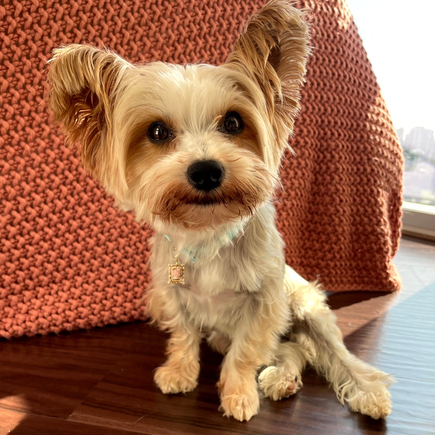 Small dog standing on a wooden floor with a small gold/pink Lillete charm on