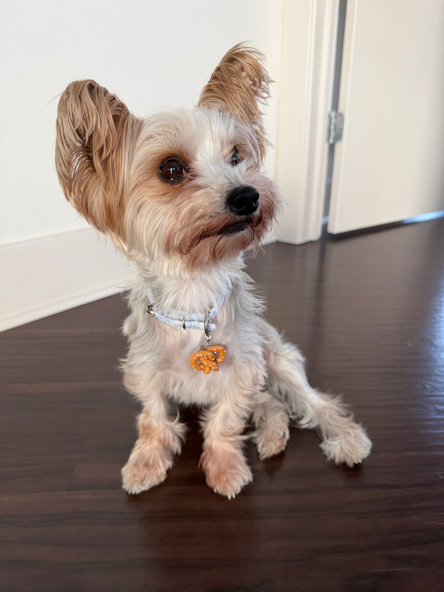 Small dog sitting on a wooden floor with a neutral background wearing a blue floral collar and a soft pretzel collar charm with fake salt
